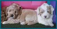 Julip Talon pups 5 wks old 341
