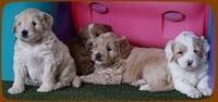 Julip Talon pups 5 wks old 351