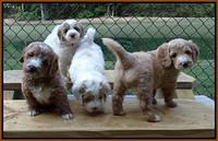 Julip Talon pups 6 wks old 111