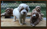 Julip Talon pups 6 wks old 151