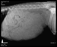 Paris preg 4 with Usher xray