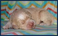 Paris Usher pups 1 wk old 3200