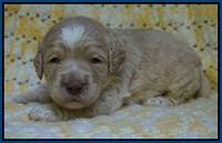 Paris Usher pups 2 wks old 31