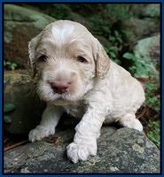 Paris Usher pups 3 wks old 11