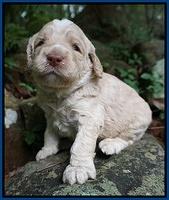 Paris Usher pups 3 wks old 21