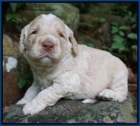 Paris Usher pups 3 wks old 41