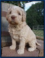 Paris Usher pups 4 wks old 11