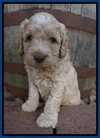 Paris Usher pups 4 wks old 21