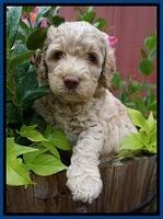 Paris Usher pups 5 wks old 11