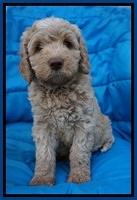 Paris Usher pups 6 wks old 1100
