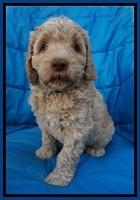 Paris Usher pups 6 wks old 181