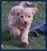 Paris Usher pups 7 wks old 11