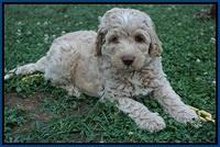 Paris Usher pups 7 wks old 21