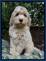 Paris Usher pups 8 wks old 1 70