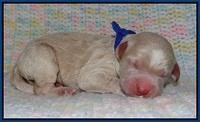 Paris Usher pups Newborn 31