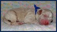 Paris Usher pups Newborn 41