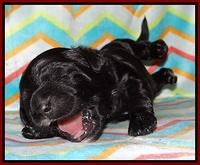 Paris Usher pups 1 wk old 6200