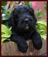 Paris Usher pups 5 wks old 51