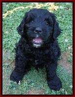 Paris Usher pups 7 wks old 91