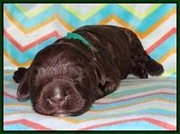 Paris Usher pups 1 wk old 7200