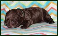 Paris Usher pups 1 wk old 9200