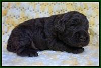 Paris Usher pups 2 wks old 61