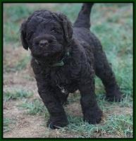 Paris Usher pups 4 wks old 141