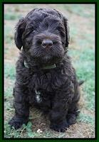 Paris Usher pups 4 wks old 261