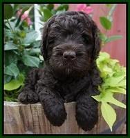 Paris Usher pups 5 wks old 101
