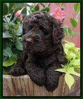 Paris Usher pups 5 wks old 81