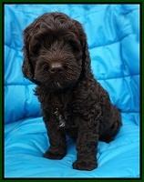 Paris Usher pups 6 wks old 10100