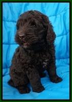 Paris Usher pups 6 wks old 61