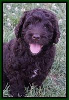 Paris Usher pups 7 wks old 121