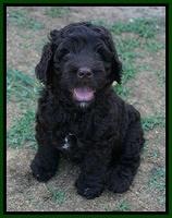 Paris Usher pups 7 wks old 131