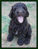 Paris Usher pups 7 wks old 141