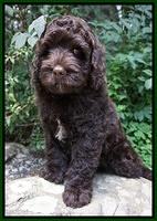 Paris Usher pups 8 wks old 582