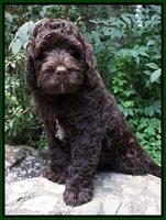 Paris Usher pups 8 wks old 682