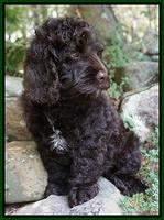 Paris Usher pups 8 wks old 782