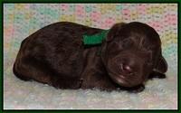 Paris Usher pups Newborn 71
