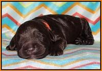 Paris Usher pups 1 wk old 11200