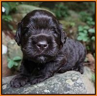 Paris Usher pups 3 wks old 141