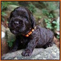 Paris Usher pups 3 wks old 151