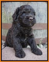Paris Usher pups 4 wks old 161