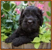 Paris Usher pups 5 wks old 121