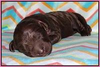 Paris Usher pups 1 wk old 15200