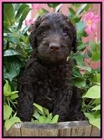 Paris Usher pups 5 wks old 141