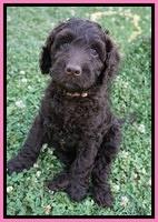 Paris Usher pups 7 wks old 231