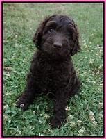 Paris Usher pups 7 wks old 241