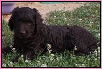 Paris Usher pups 7 wks old 251