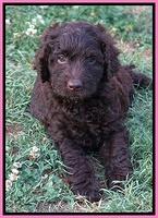 Paris Usher pups 7 wks old 261